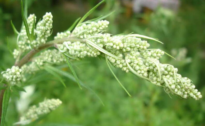 Sagebbush