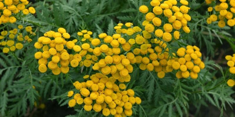 Tansy fir Parasiten aus dem Kierper ze entfernen